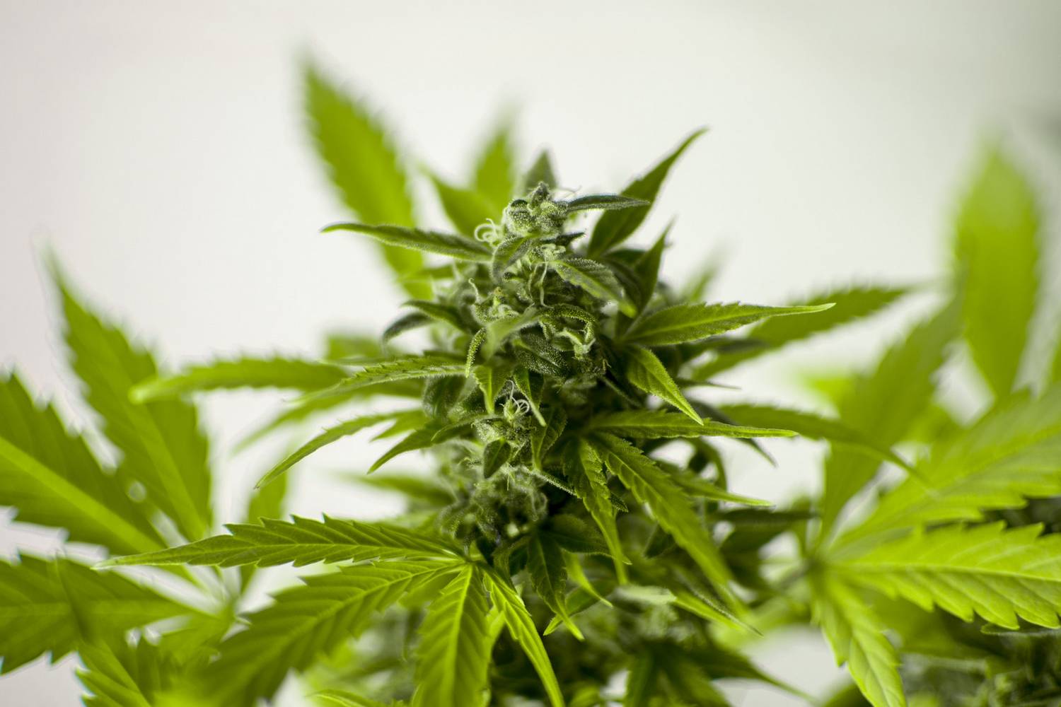 Gdzie leczenie marihuaną jest w pełni legalne?